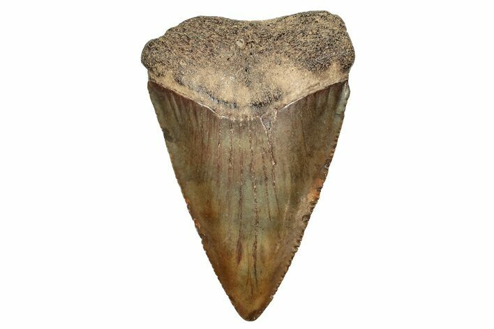 Fossil Great White Shark Tooth - North Carolina #243187